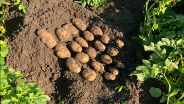 aardappelen Gewastour 2023