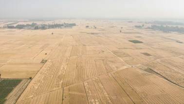 Tarweveld tijdens de tarweoogst in Noord-China