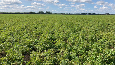 Aardappelperceel. Boerenbusiness Gewastour 2023