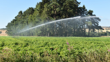 Aardappelgewas dat tijdens een droge periode wordt beregend