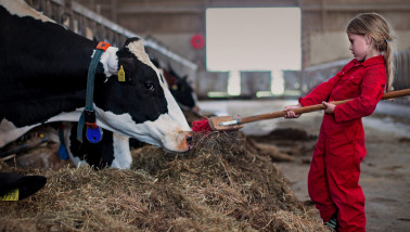 Meisje in een rode overall bij de koeien op een boerderij.