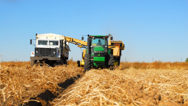 Oogst van aardappelen, akkerbouw