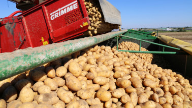 Oogst van aardappelen, akkerbouw