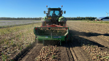 Oogst van uien, akkerbouw