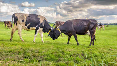 Melkkoeien grazen op grasland, Nederlands melkveebedrijf