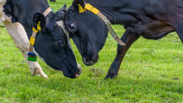 Melkkoeien grazen bij melkveehouderij