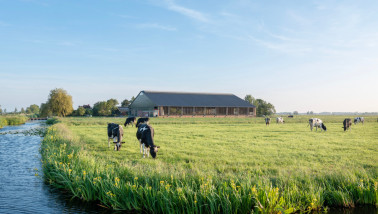 Melkkoeien grazen op grasland, Nederlands melkveebedrijf