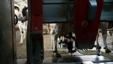 Koe in een melkrobot die automatisch wordt gemolken.