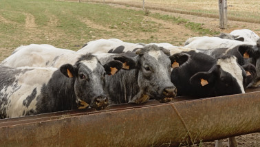 Koeien die zich verzamelen langs een voerhek in de velden van het Waalse platteland.