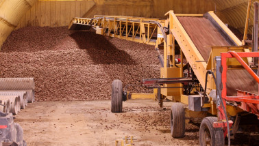 Aardappelbewaring, waarbij aardappelen worden opgeslagen in een bewaarloods na de oogst.