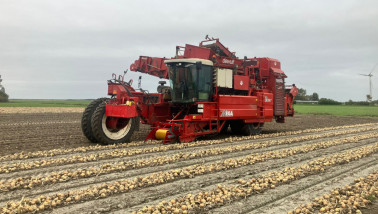 Oogst van uien, akkerbouw