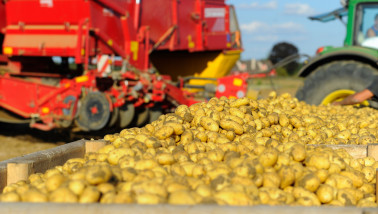 Oogst van aardappelen, akkerbouw