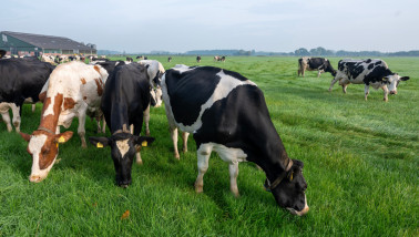 Koeien grazen nabij melkveehouderij