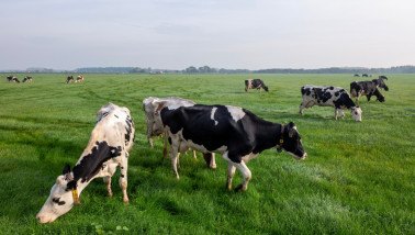 Melkkoeien grazen nabij melkveehouderij