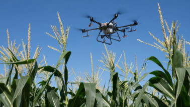 Drone die boven een maïsveld vliegt