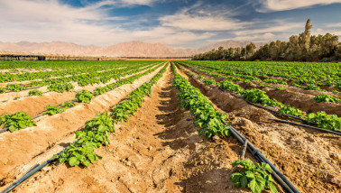 Veld met jonge aardappelplanten en een irrigatiesysteem, landbouw in woestijngebieden van het Midden-Oosten.