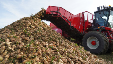 Suikerbietenrooier oogst suikerbieten op een Nederlands akkerland