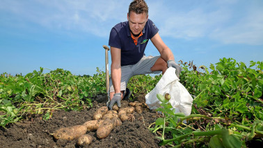 aardappelen Eric van der Linde