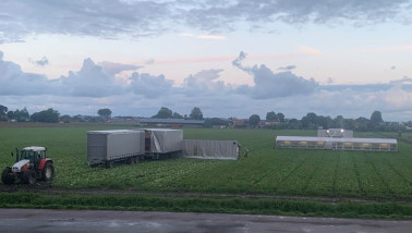 Oogst van sla op het land.