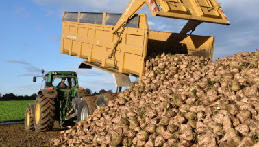 suikerbieten bietenoogst bietencampagne