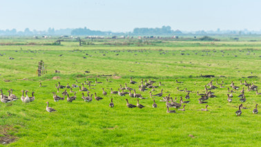 Ganzen die grazen op grasland.
