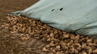Hoop vers geoogste suikerbieten op een boerderij