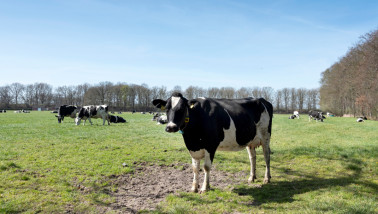 Melkkoeien grazen bij melkveehouderij