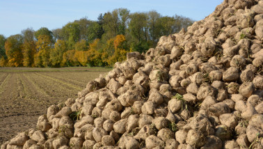 Hoop vers geoogste suikerbieten op een boerderij