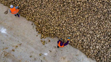 Hoop suikerbieten klaar voor verwerking