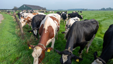 Melkkoeien grazen bij melkveehouderij