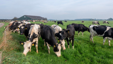 Melkkoeien grazen bij melkveehouderij