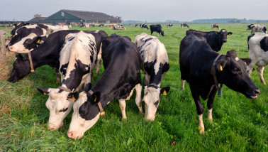 Des vaches laitières paissent dans le pâturage d'une ferme laitière