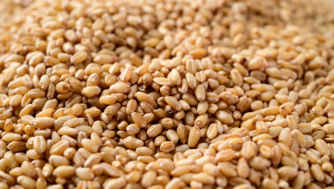 Graankorrels, akkerbouwproduct en voedingsingrediënt