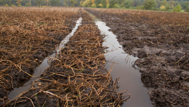 Onderlopen aardappelperceel met water op het akkerland.