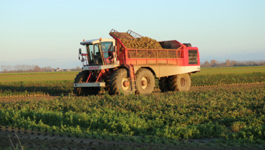 Oogst van suikerbieten