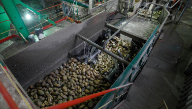 Wassen van suikerbieten in een suikerbietenverwerkingsfabriek tijdens het productieproces.