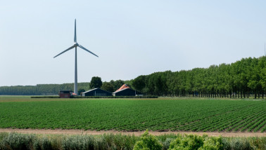 Aardappelperceel van een akkerbouwbedrijf met rijen aardappelplanten.