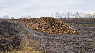 Hoop vers geoogste suikerbieten op een boerderij