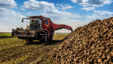 Bietenoogst op het land, waarbij suikerbieten worden geoogst.
