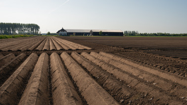 Kleiruggen in een Nederlands landschap in het voorjaar, waar recent aardappelen zijn gepoot.