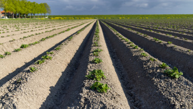 Jonge aardappelplanten op akker