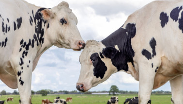 Melkkoeien grazen in de wei bij melkveehouderij