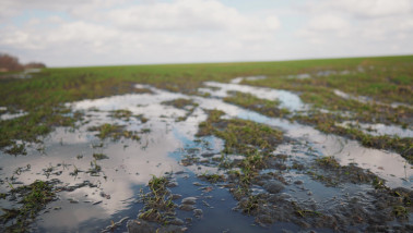Onderlopen tarweperceel met water op het akkerland.