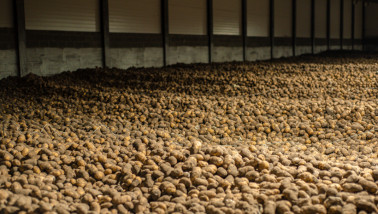Aardappelen opgeslagen in een bewaarschuur