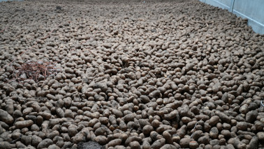 Aardappelen opgeslagen in een bewaarschuur