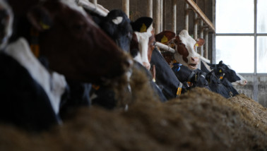 Koeien eten aan het voerhek in een melkveehouderij