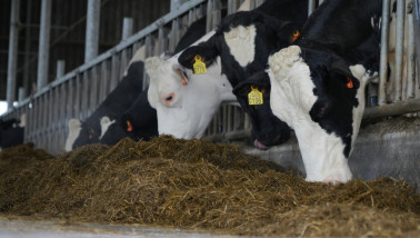 Koeien vreten in de stal, veevoer melkveehouderij