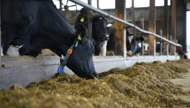 Koeien eten aan het voerhek in een melkveehouderij