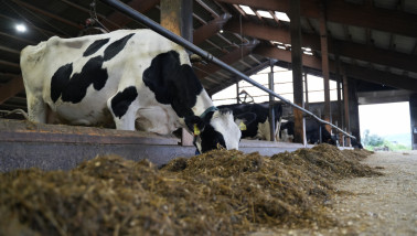Koeien eten aan het voerhek in een melkveehouderij