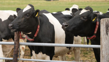 Koeien wachten bij een hek